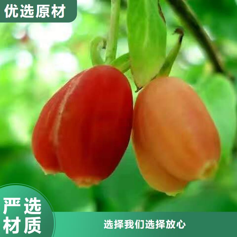 實力雄厚的杈杷果加工廠家