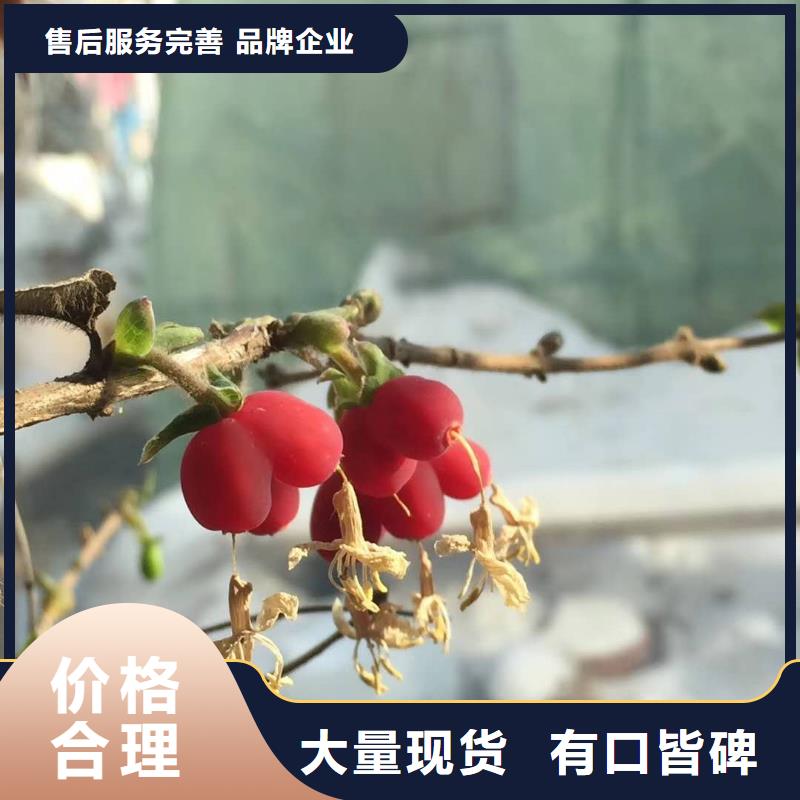杈杷果專業(yè)供應商專心專注專業(yè)