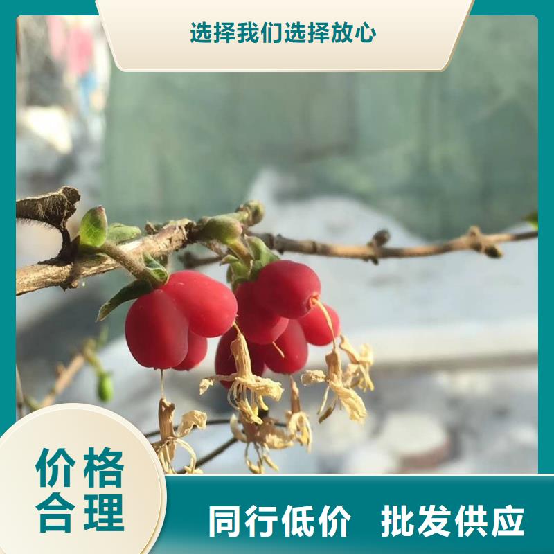 杈杷果品牌廠家價(jià)格優(yōu)惠
