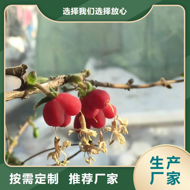 優(yōu)選：杈杷果生產(chǎn)廠家