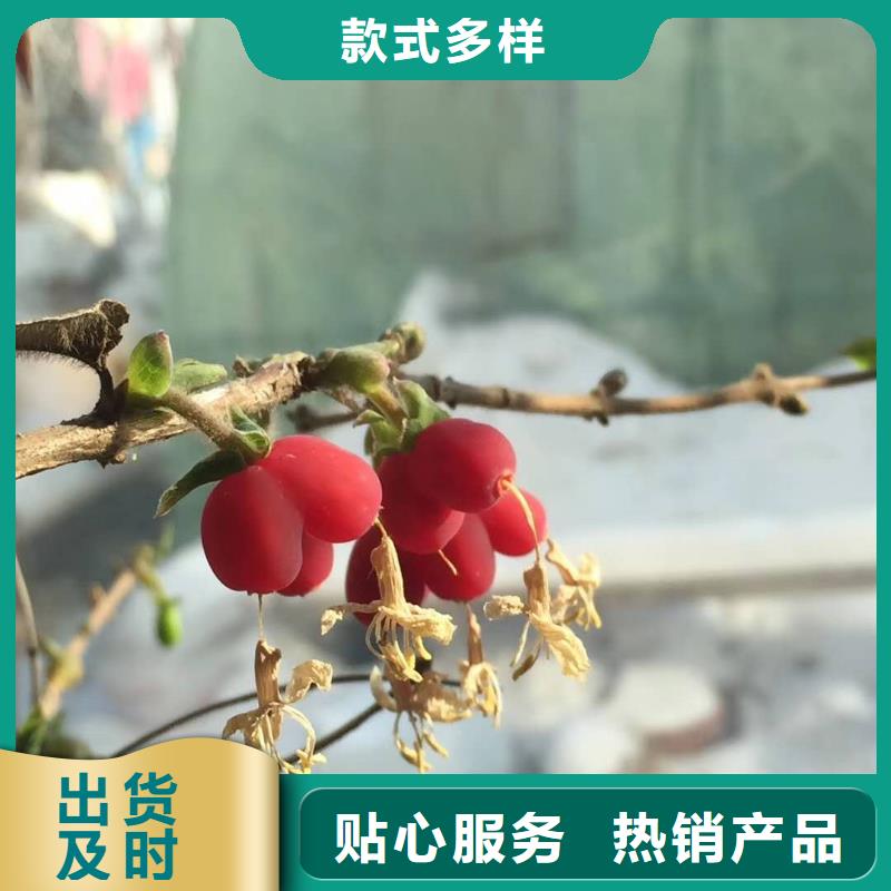 杈杷果制造廠商