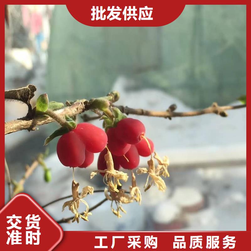 定制杈杷果_廠家/供應(yīng)