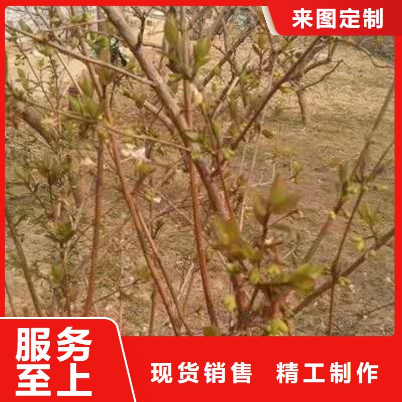 杈杷果優(yōu)勢(shì)特點(diǎn)免費(fèi)安裝