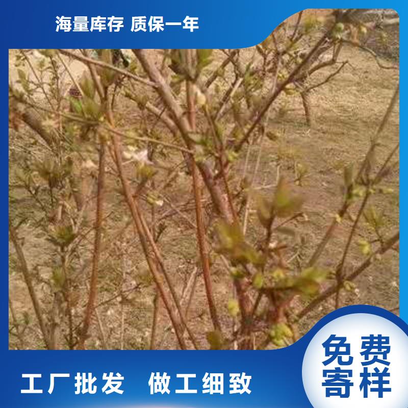 杈杷果、杈杷果生產(chǎn)廠家-誠信經(jīng)營根據(jù)要求定制
