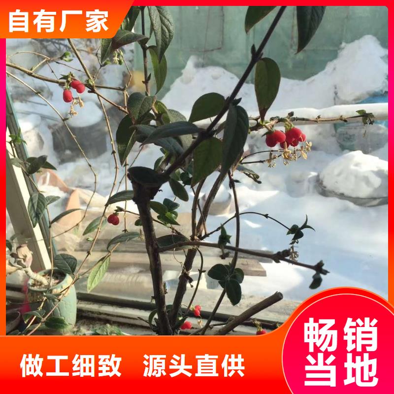 價(jià)格公道的杈杷果廠家當(dāng)?shù)仄放? width=