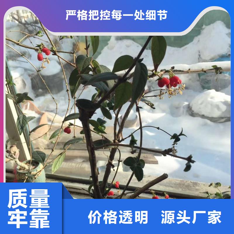 杈杷果-杈杷果質(zhì)量好本地品牌