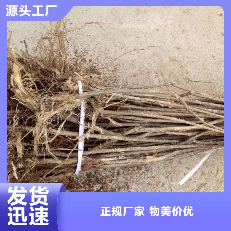 杈杷果廠家-值得信賴