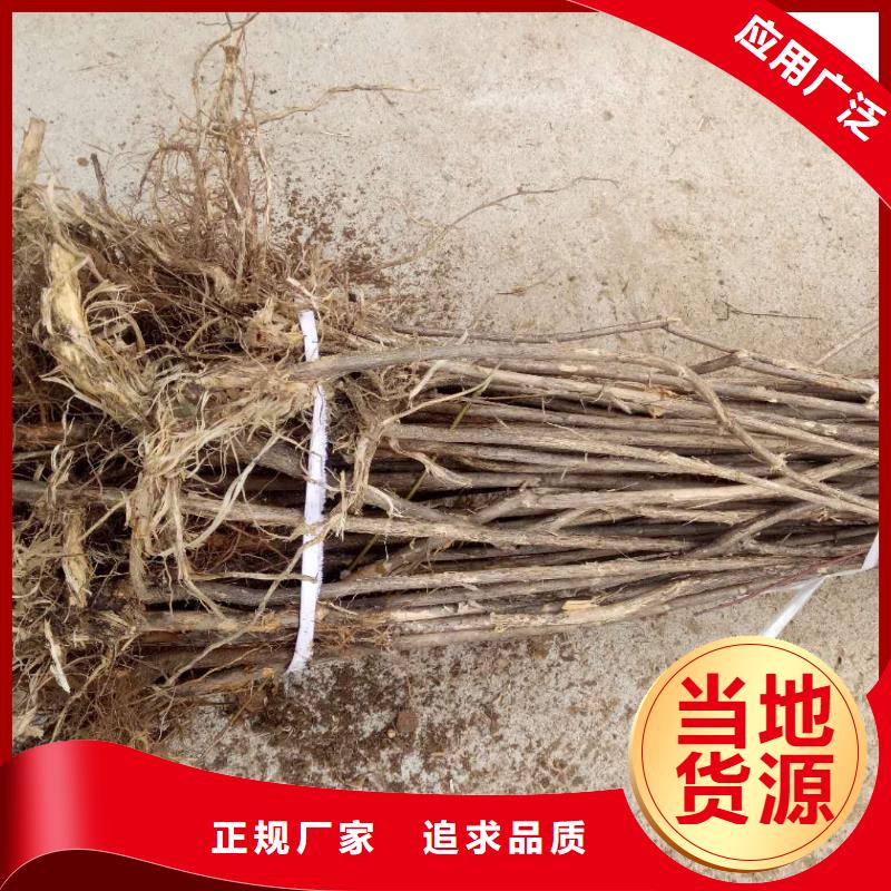 訂購杈杷果