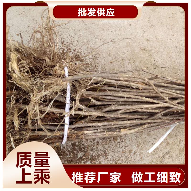 杈杷果-杈杷果質(zhì)量優(yōu)