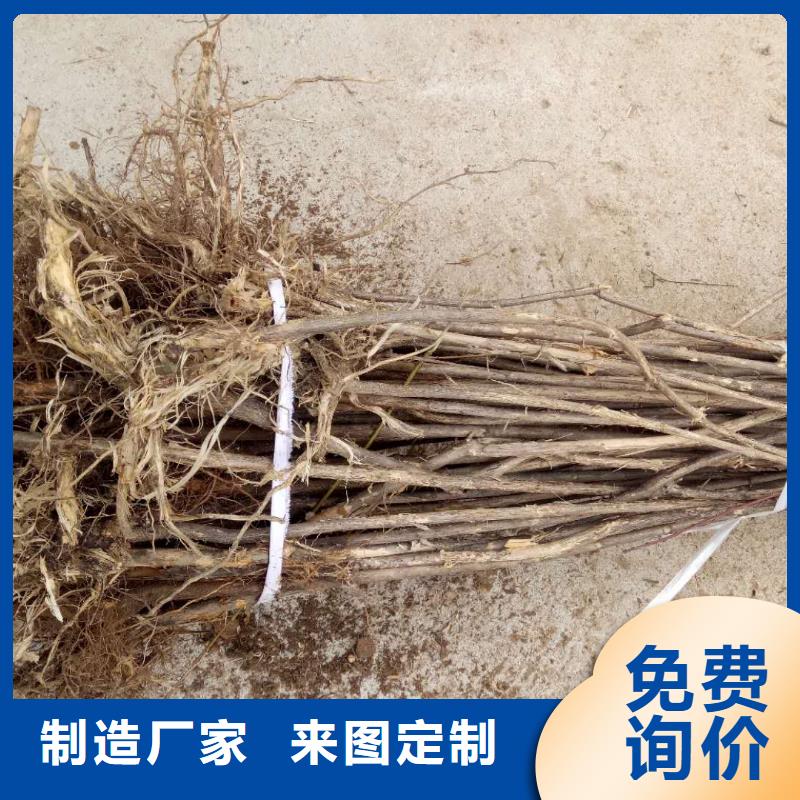 優(yōu)質(zhì)杈杷果的供貨商多家倉(cāng)庫發(fā)貨