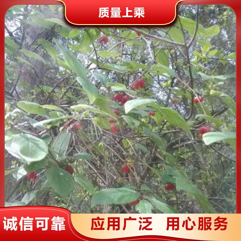 杈杷果_杈杷果