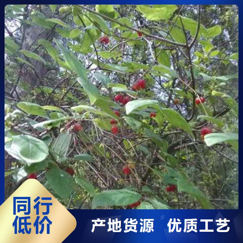 杈杷果-可貨到付款廠家實(shí)力大