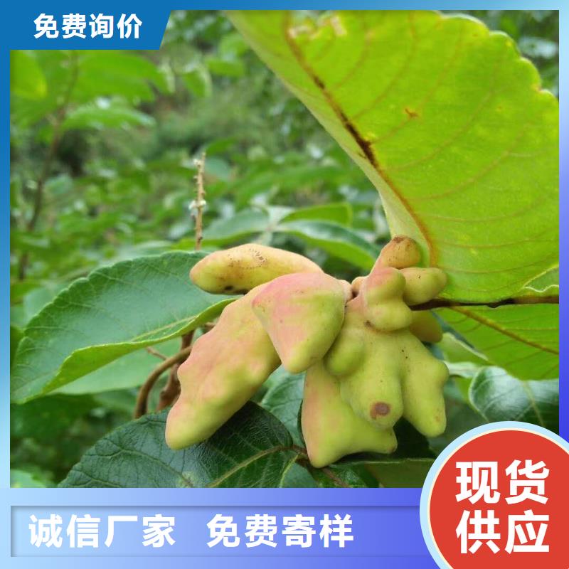 杈杷果廠家價(jià)格合理同城公司
