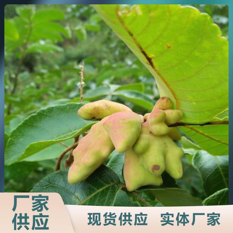 多年專注杈杷果生產(chǎn)的廠家