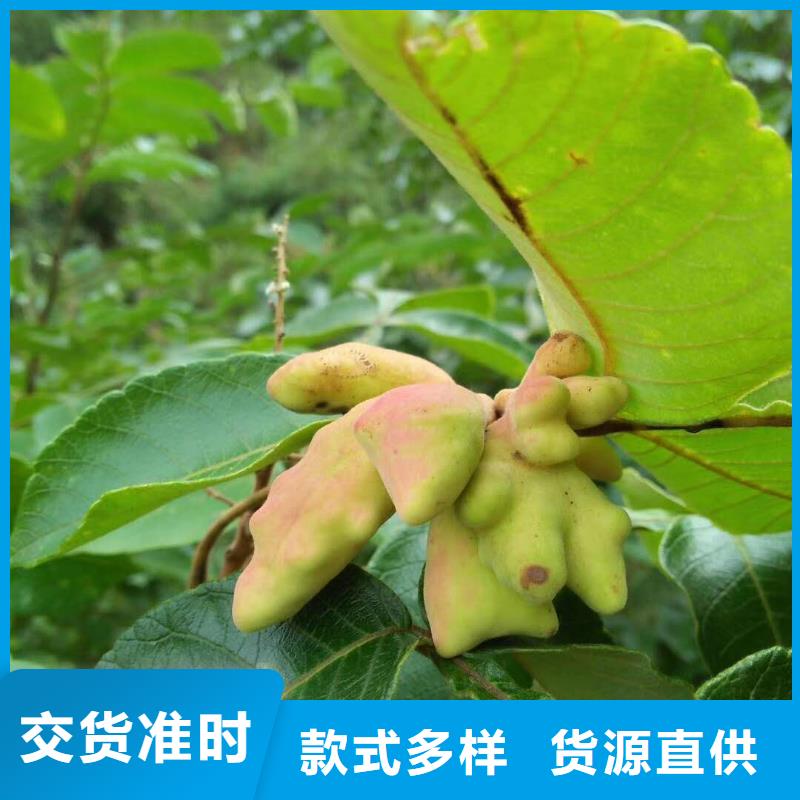 杈杷果、杈杷果生產(chǎn)廠家-誠信經(jīng)營