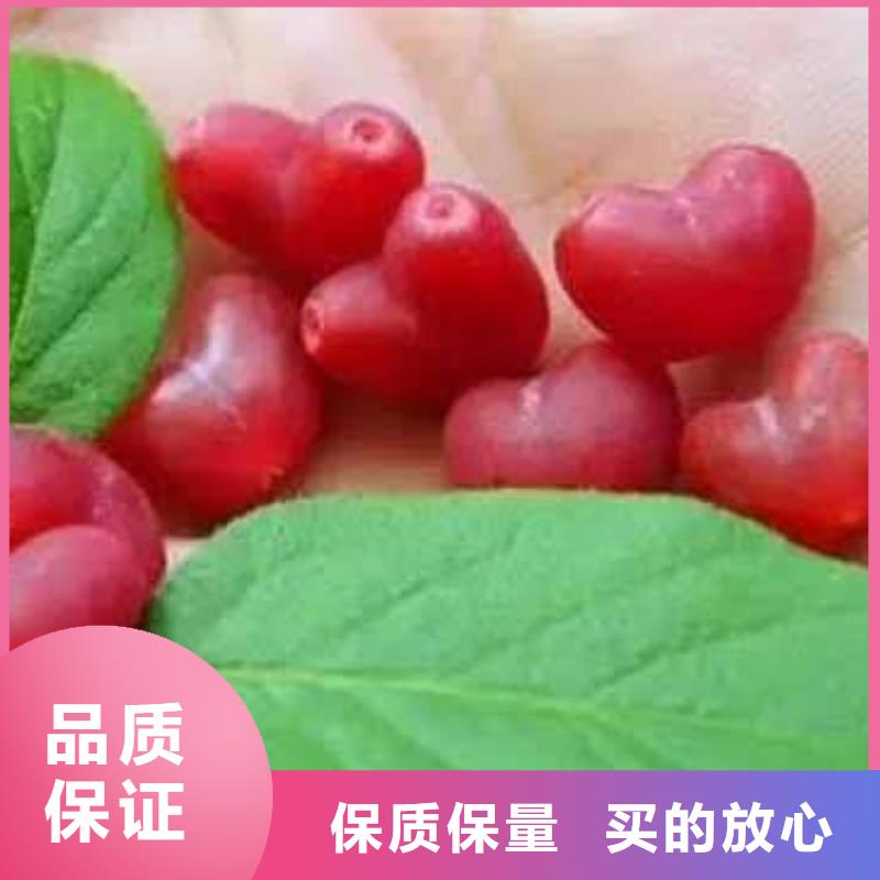 杈杷果正規(guī)廠家
