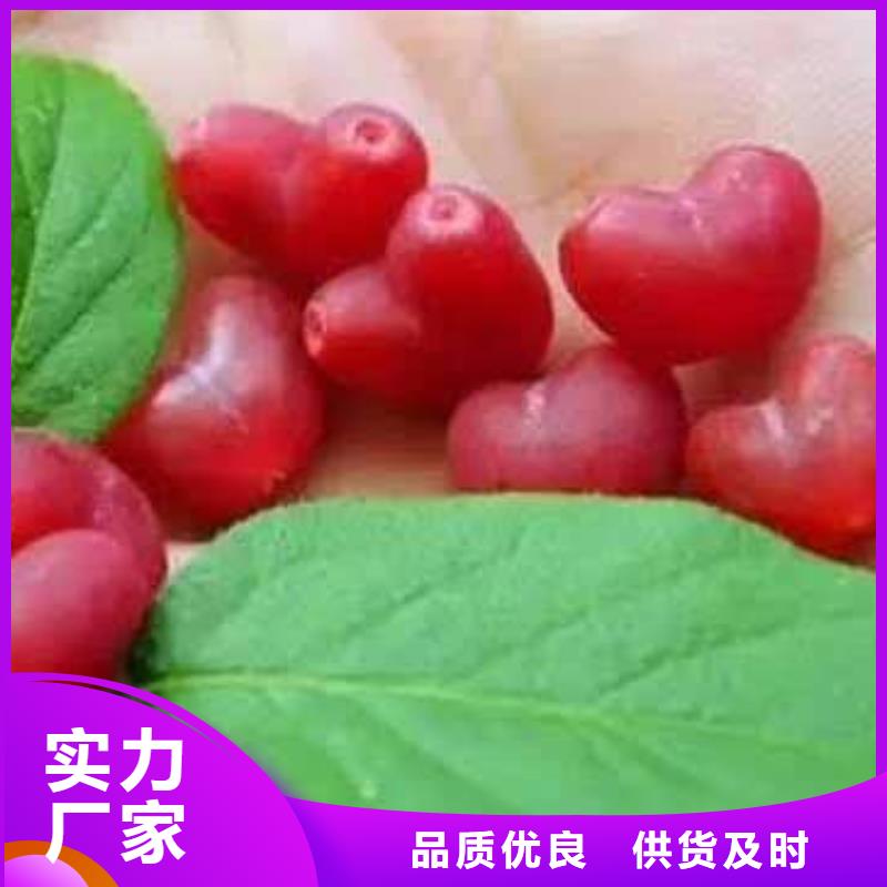 杈杷果經(jīng)驗充足