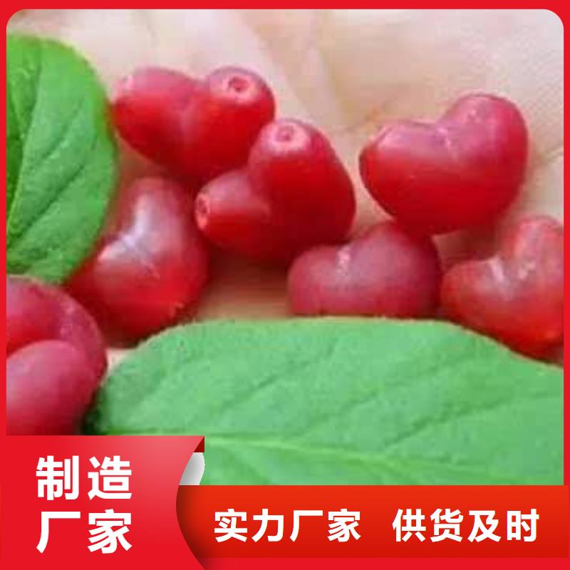 供應(yīng)批發(fā)杈杷果-放心