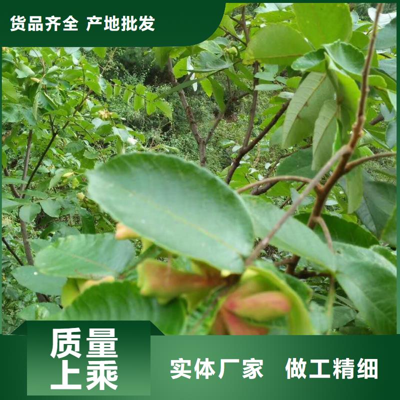 杈杷果生產(chǎn)廠家|杈杷果定制