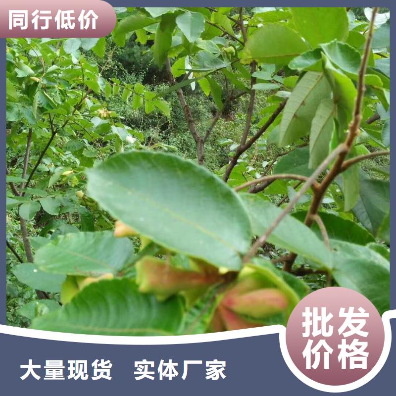 杈杷果質(zhì)量廣受好評(píng)行業(yè)優(yōu)選