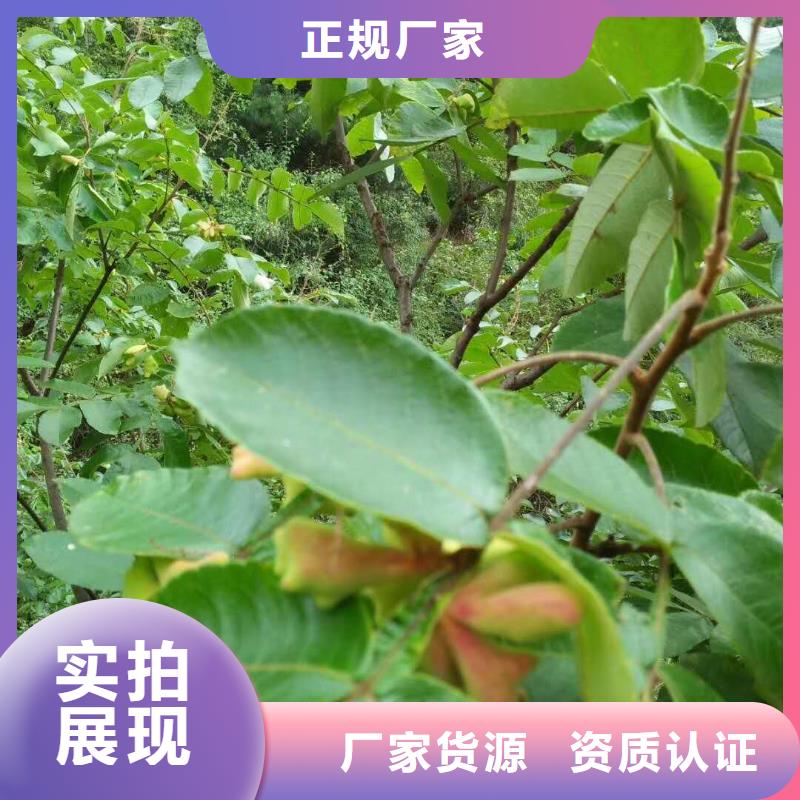 優(yōu)選：杈杷果生產(chǎn)廠家