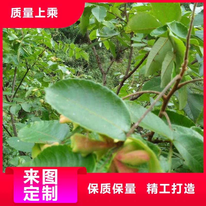 杈杷果|杈杷果廠家現(xiàn)貨追求品質(zhì)