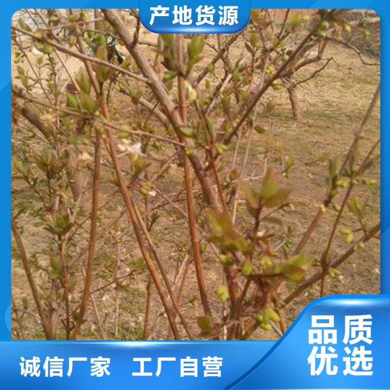 杈杷果經(jīng)驗(yàn)豐富