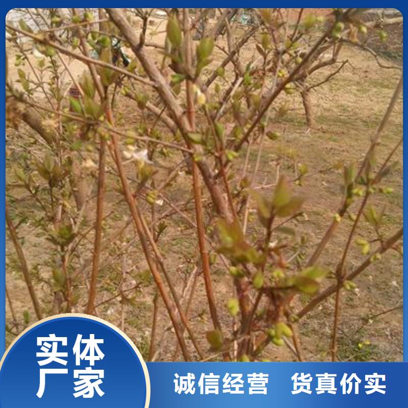 杈杷果生產(chǎn)廠家|杈杷果定制