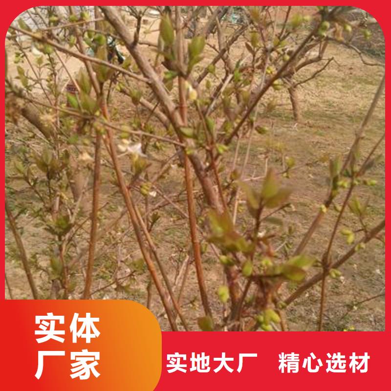 杈杷果廠家供應(yīng)價(jià)格