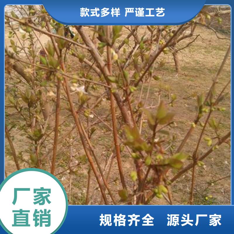 銷售杈杷果_誠信企業(yè)質(zhì)檢嚴(yán)格