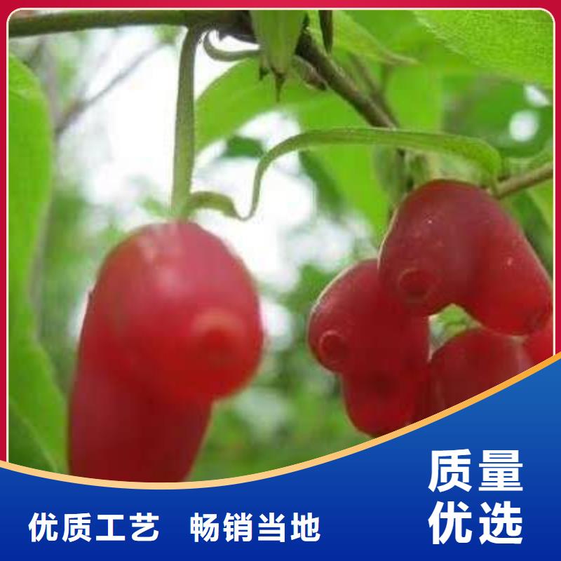 杈杷果廠家供應(yīng)價格