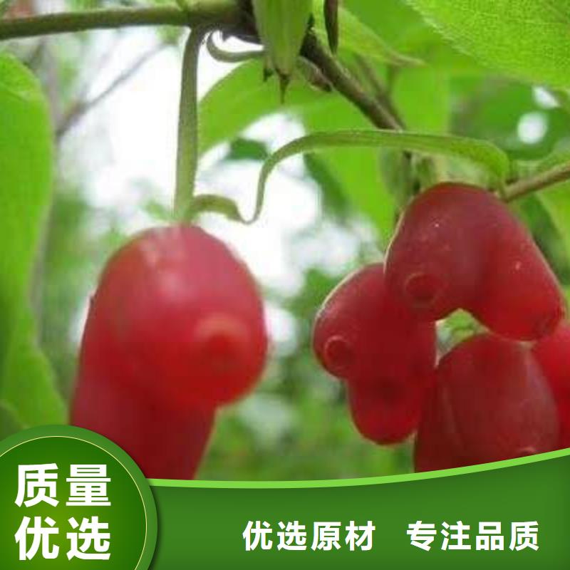 杈杷果、杈杷果廠家-庫存充足