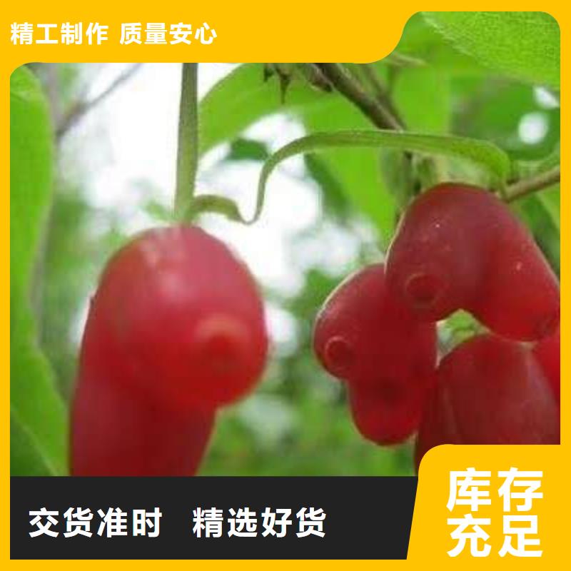 杈杷果、杈杷果生產(chǎn)廠家-認(rèn)準(zhǔn)潤鑫苗木種植銷售中心
