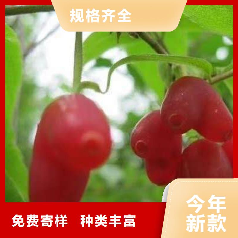 杈杷果正規(guī)廠家
