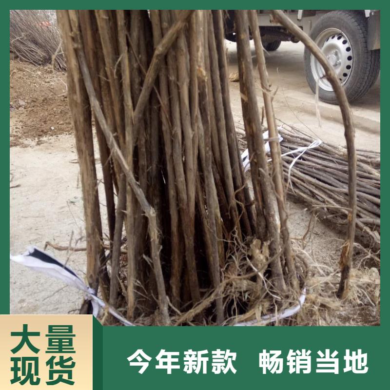 優(yōu)質(zhì)杈杷果-杈杷果廠家同城貨源
