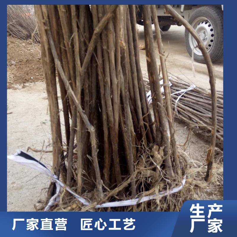 杈杷果-廠家貨源 歡迎咨詢