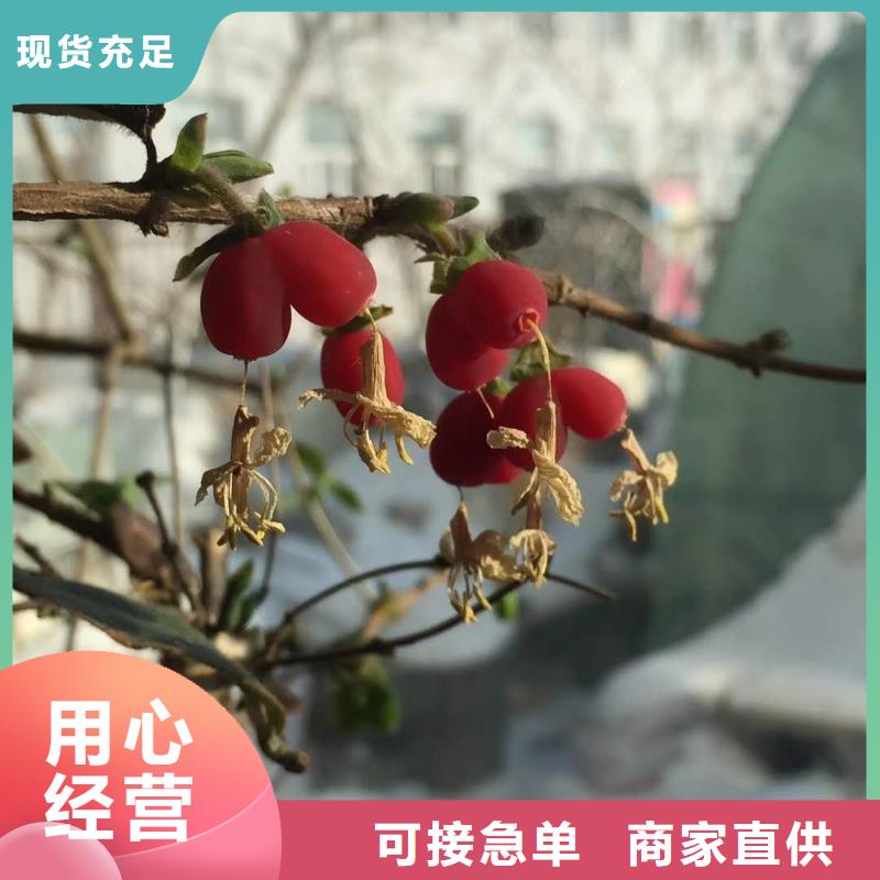 杈杷果廠家現(xiàn)貨直銷