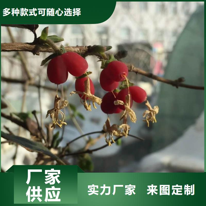 杈杷果生產(chǎn)廠家|杈杷果定制