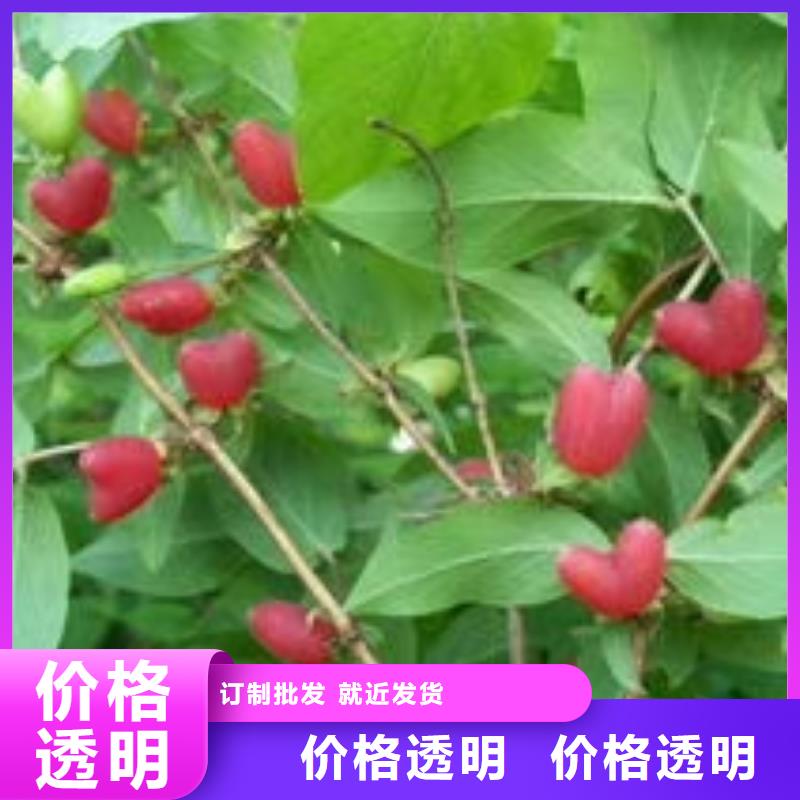 質(zhì)量可靠的杈杷果批發(fā)商誠(chéng)信商家
