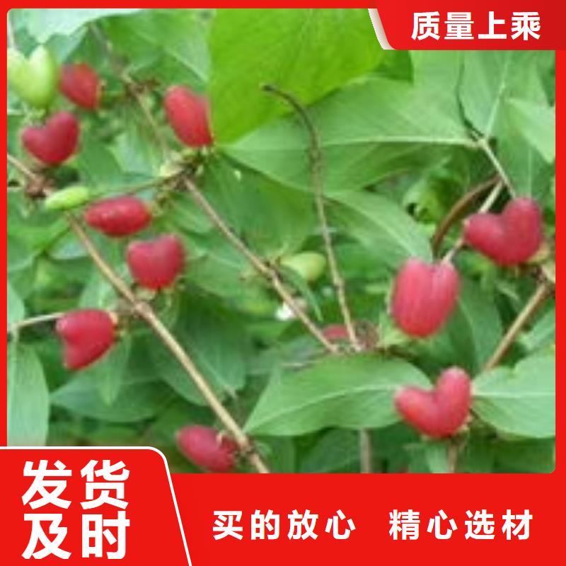 杈杷果廠家現(xiàn)貨直銷