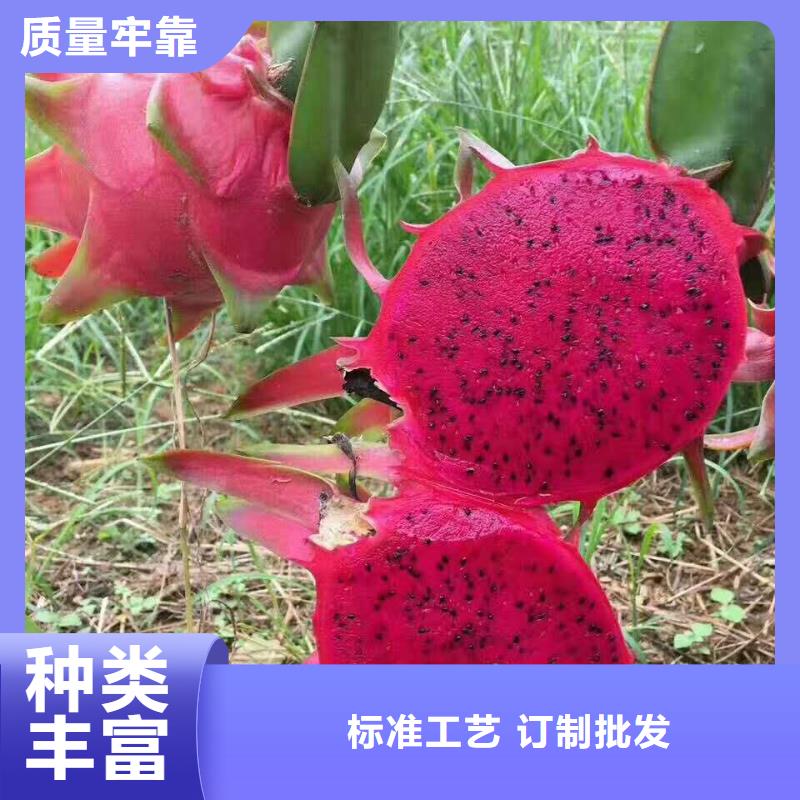 火龍果-火龍果省心定制定做