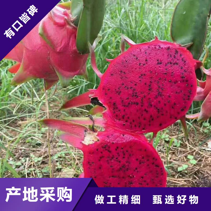 火龍果高品質(zhì)