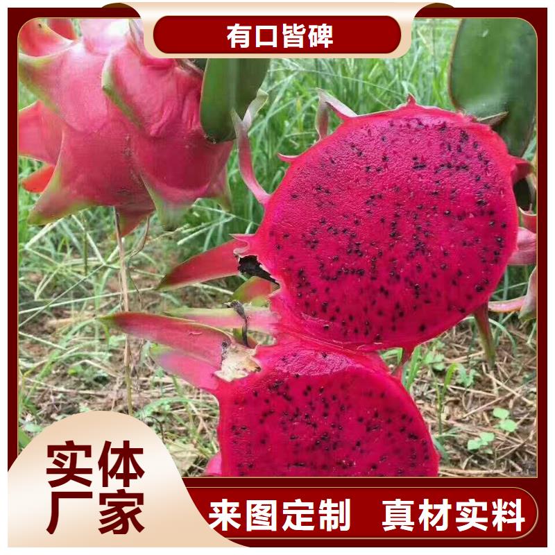 火龍果廠家-現(xiàn)貨充足