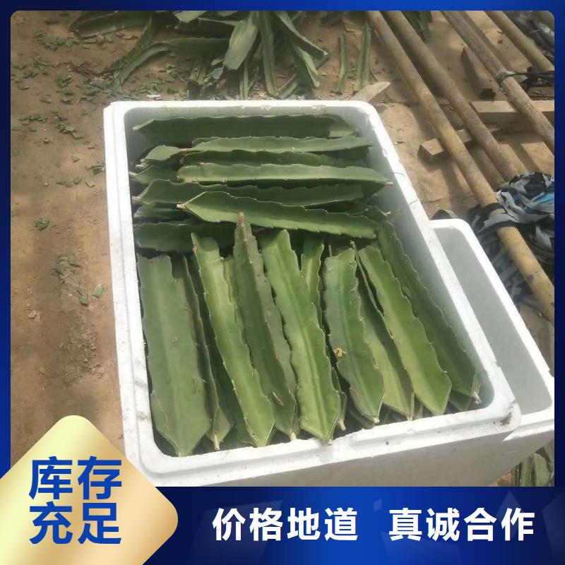 火龍果_本地企業(yè)放心選擇