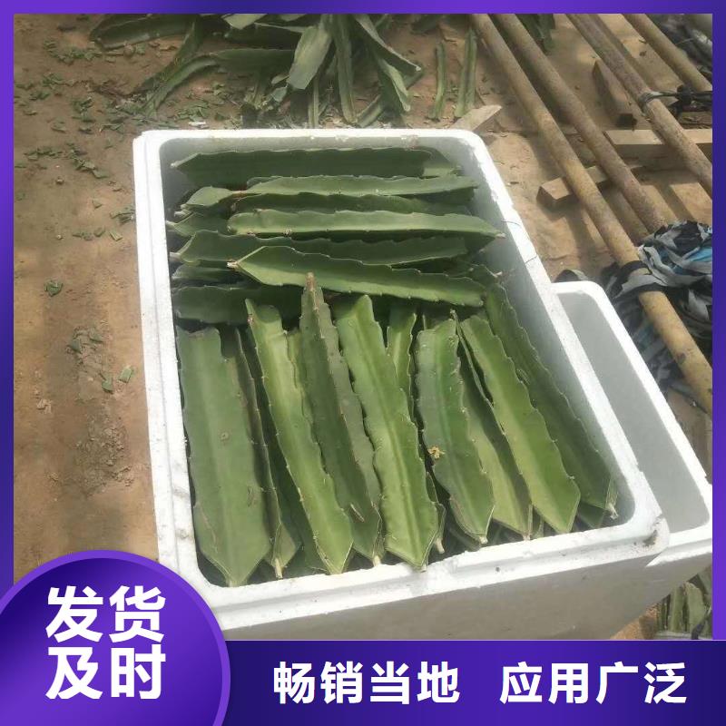 火龍果報價資訊