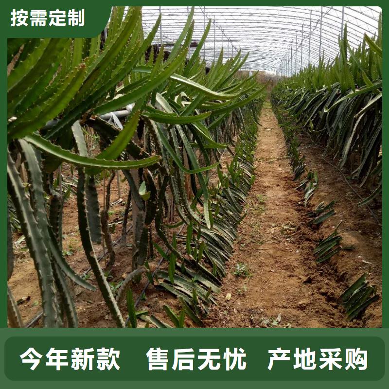 供應(yīng)火龍果的銷售廠家同城供應(yīng)商