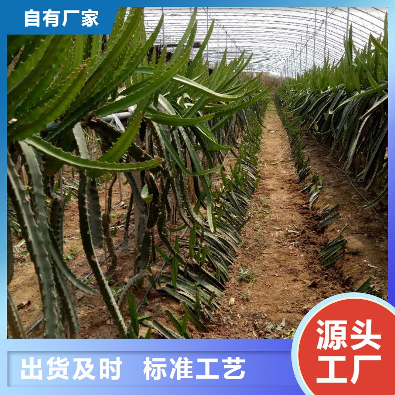 火龍果-火龍果保質(zhì)