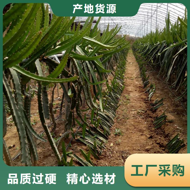 火龍果、火龍果廠家直銷-找潤鑫苗木種植銷售中心閃電發(fā)貨