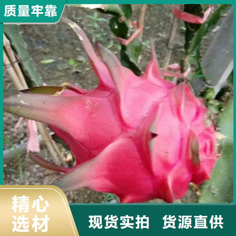 發(fā)貨速度快的火龍果公司量大從優(yōu)