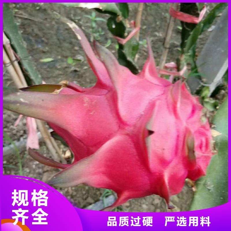 火龍果價(jià)格-定制_潤(rùn)鑫苗木種植銷(xiāo)售中心